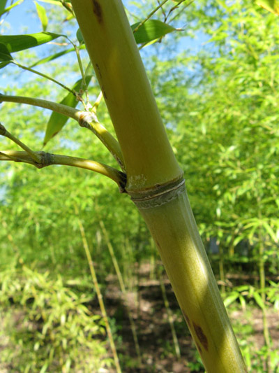 Phyllostachys aurea Golden Bamboo
